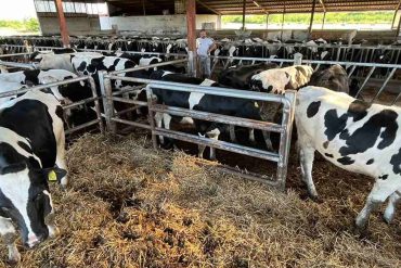 APV – Subvencije za kupovinu junica
