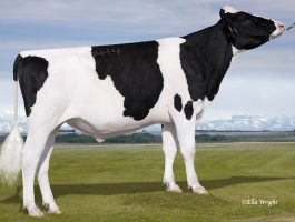alta possess seme bikova crni holstajn semex alta possess seme bikova crni holstajn semex