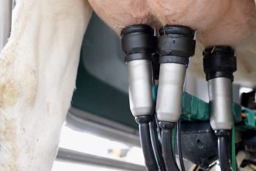 SELEKCIJA OSOBINA VAŽNIH ZA ROBOT MUŽU - Vime