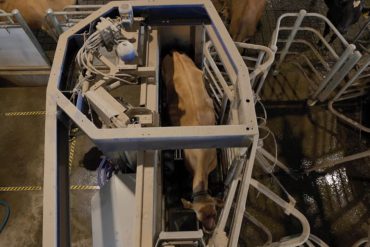 Selekcija osobina važnih za robot mužu – funkcionalne osobine