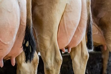 Značaj kontrole srodstva u selekciji goveda – moderne metode merenja srodstva