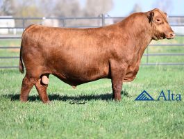 Alta TOP GUN, crveni angus