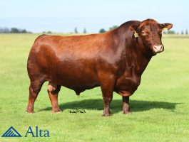 Alta Mushrush Topper, crveni angus