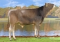Arone, brown swiss