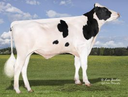 PEAK AltaLUDO AltaLUDO