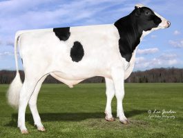 PEAK AltaPROVEN-ET PEAK AltaPROVEN-ET