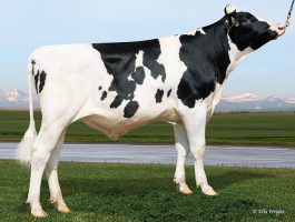 PEAK AltaWARWICK-ET PEAK AltaWARWICK-ET