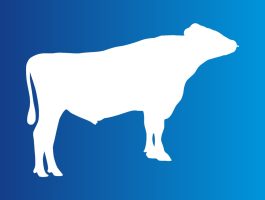 AltaCASANOVA AltaCASANOVA