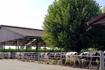 DEFINISANJE SELEKCIJSKE STRATEGIJE I SELEKCIJSKOG INDEKSA – KAKO BIRAMO BIKOVE ZA VO