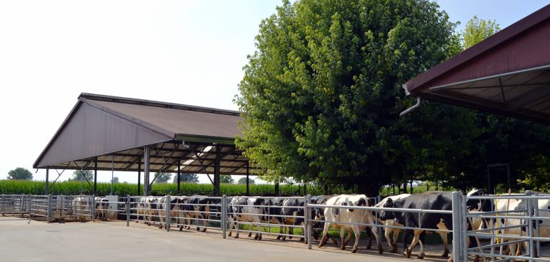 DEFINISANJE SELEKCIJSKE STRATEGIJE I SELEKCIJSKOG INDEKSA – KAKO BIRAMO BIKOVE ZA VO