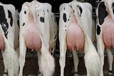 RAZUMEVANJE GENETSKIH OSOBINA I INDEKSA U AMERIČKOM TESTU HOLŠTAJN RASE