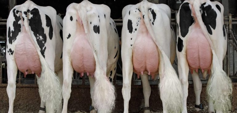 RAZUMEVANJE GENETSKIH OSOBINA I INDEKSA U AMERIČKOM TESTU HOLŠTAJN RASE