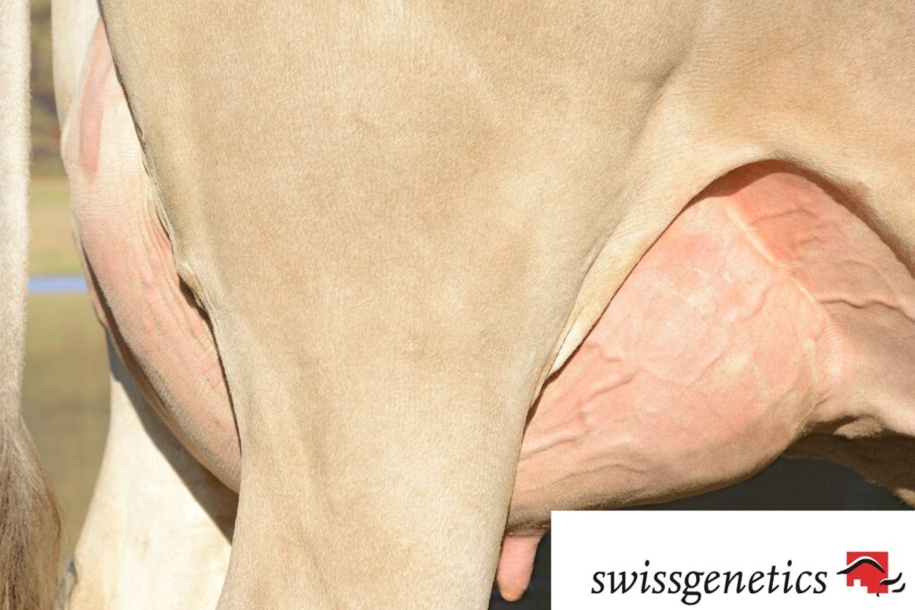 Brown Swiss